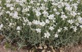 genus Cerastium. Цветущие растения. Волгоград, переулок Озёрный. 15.05.2020.
