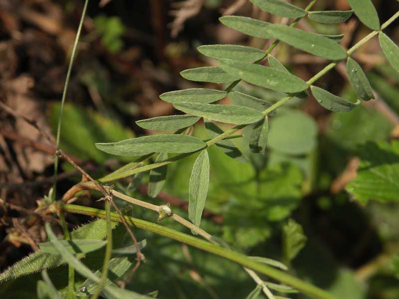 Изображение особи Astragalus macropus.