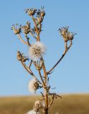 Picris hieracioides. Часть соплодия с отдельными осыпавшимися семянками. Оренбургская обл., Беляевский р-н, Донской сельсовет, Долгие Горы, степной склон. 5 сентября 2023 г.