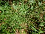 Equisetum pratense. Верхушка растения. Московская обл., г. Дубна, лесопарк, смешанный лес. 17.06.2023.