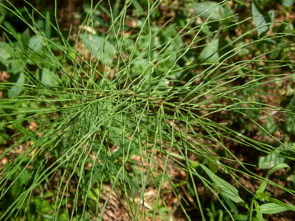 Изображение особи Equisetum pratense.