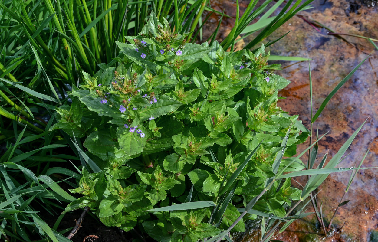 Image of Veronica anagallis-aquatica specimen.