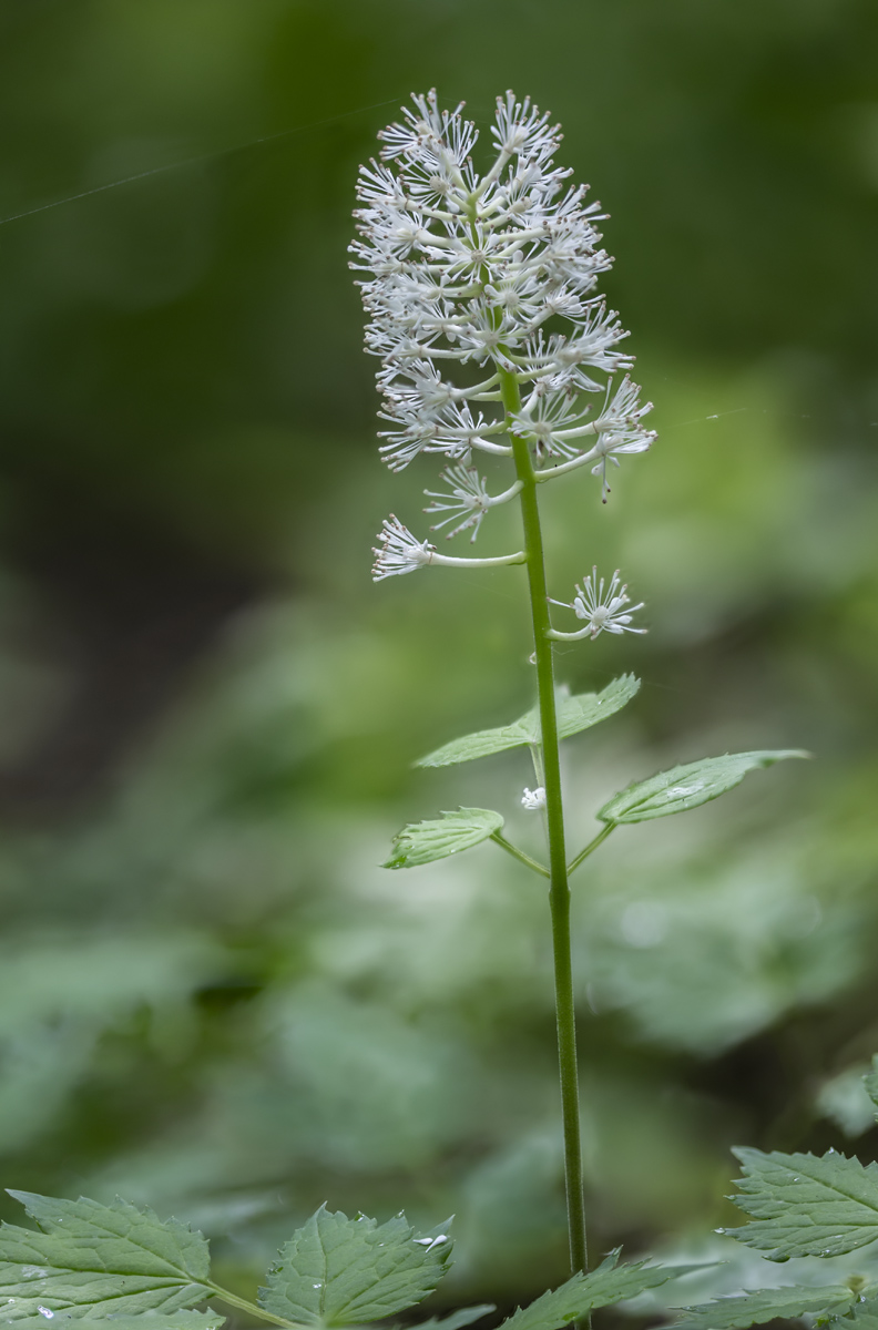 Изображение особи Actaea erythrocarpa.