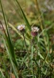 Erigeron uniflorus. Верхушка цветущего растения. Адыгея, Кавказский биосферный заповедник, плато Лагонаки, 1,5 км к северо-западу от горы Нагай-Кош, луг. 16 августа 2023 г.