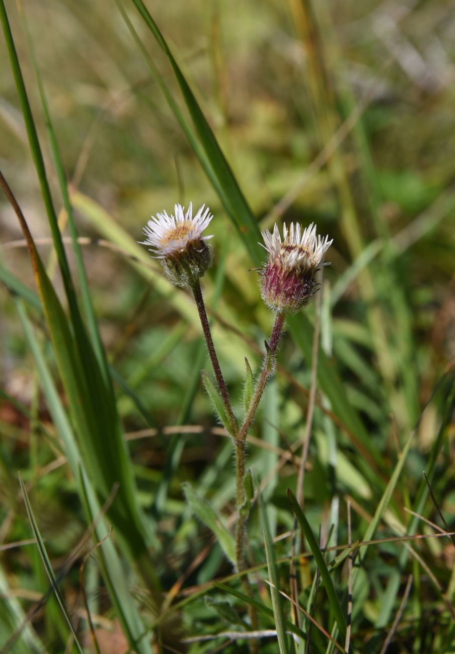 Image of Erigeron uniflorus specimen.