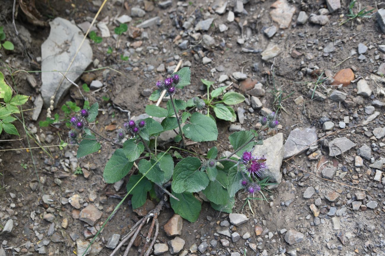 Изображение особи Arctium palladinii.