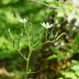 Cephalorrhynchus tuberosus