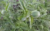 Papaver setiferum