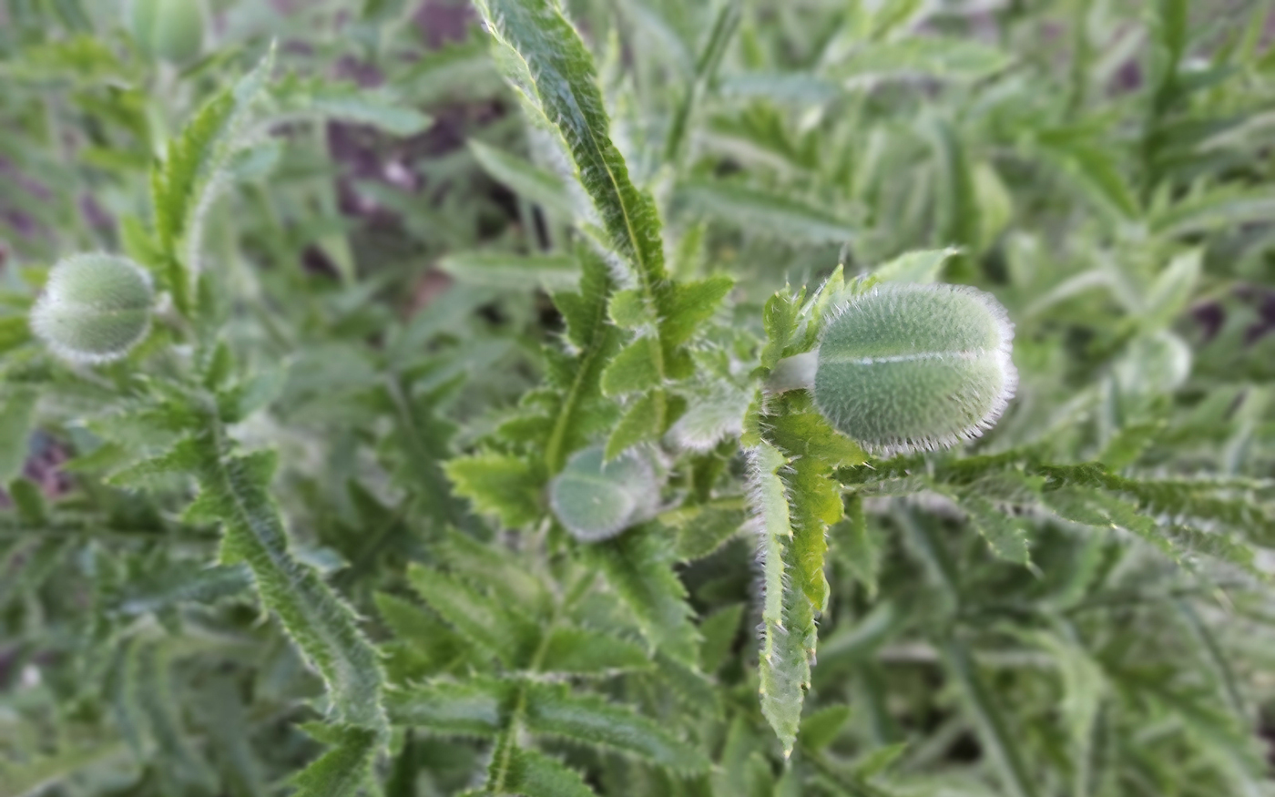 Image of Papaver setiferum specimen.