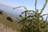 Berberis integerrima