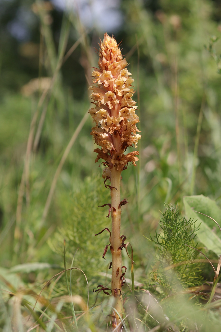 Изображение особи Orobanche centaurina.