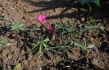 Oxalis lasiandra