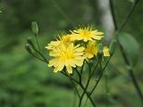 Lapsana communis