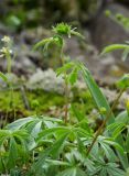 Potentilla recta