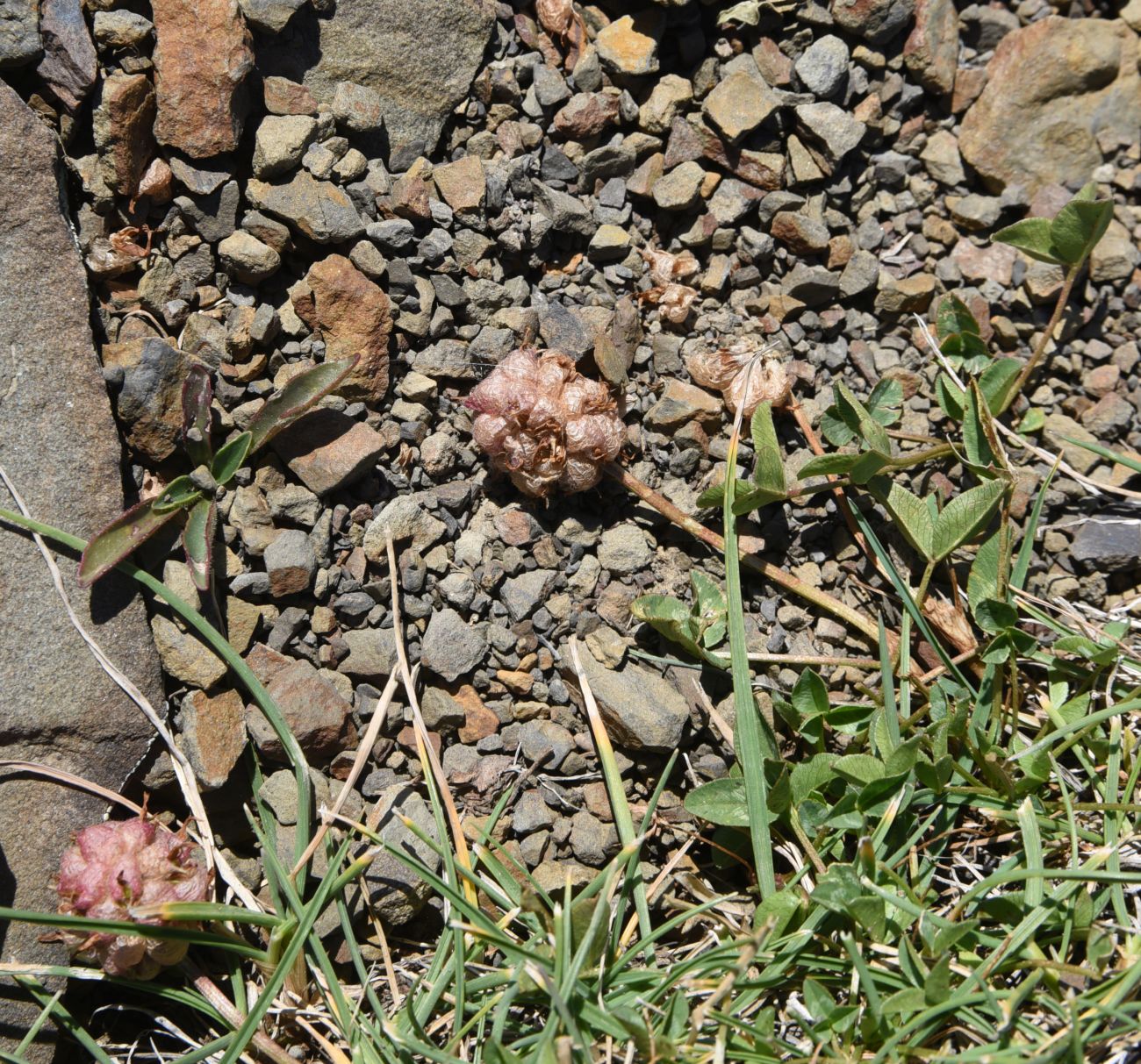 Изображение особи Trifolium raddeanum.