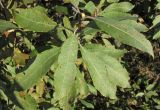 Salix &times; puberula