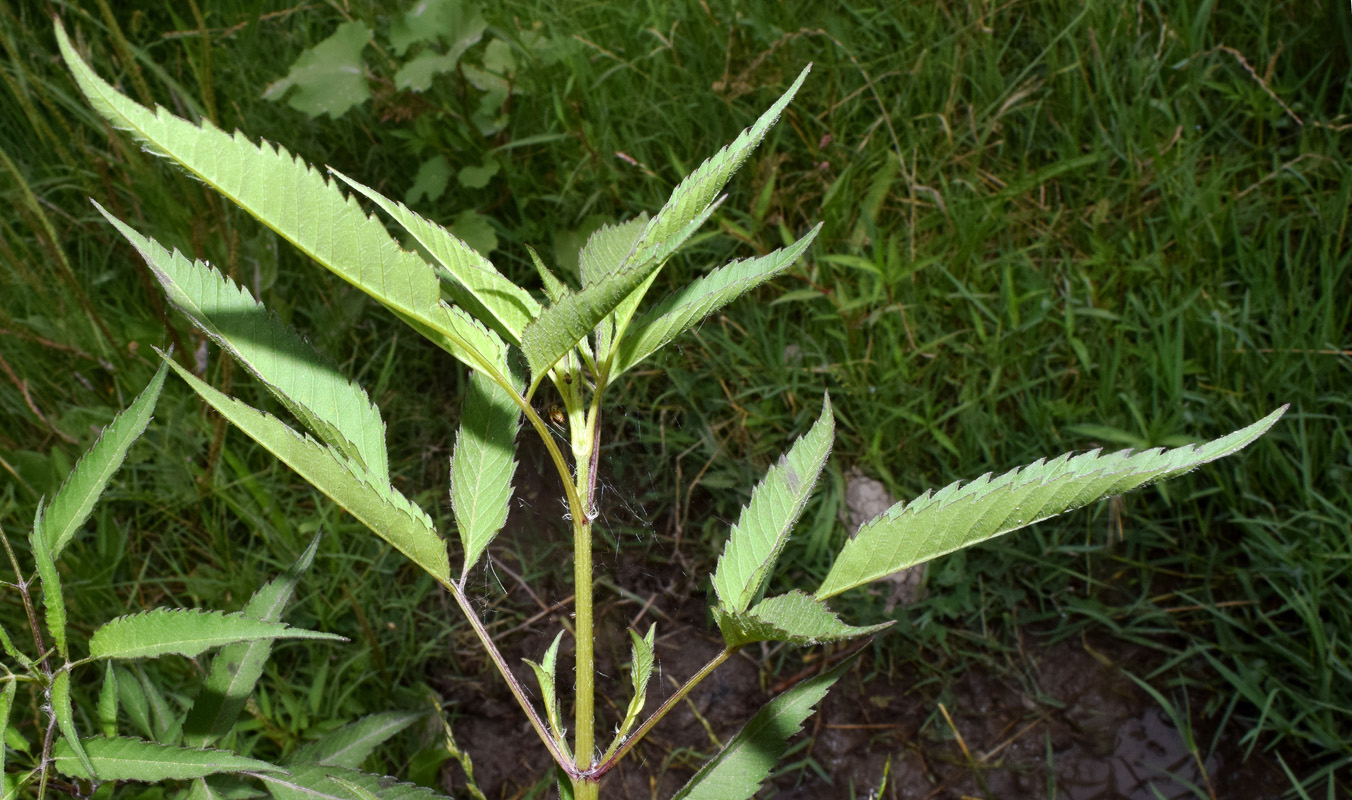 Изображение особи Bidens frondosa.