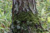 Platygyrium repens