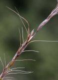 Elymus amurensis