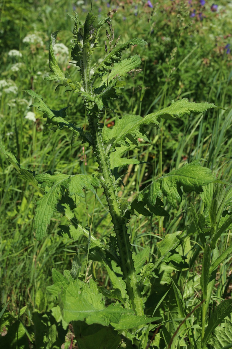 Изображение особи Carduus crispus.