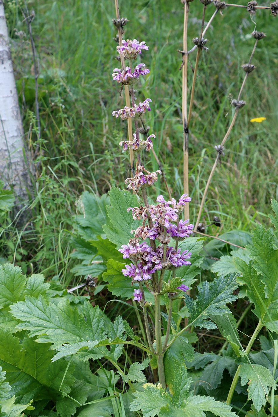 Изображение особи Phlomoides lehmanniana.