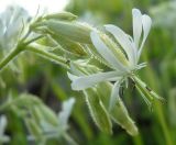 Silene nutans. Часть соцветия. Коми, г. Печора, лесокомбинат. 08.07.2010.