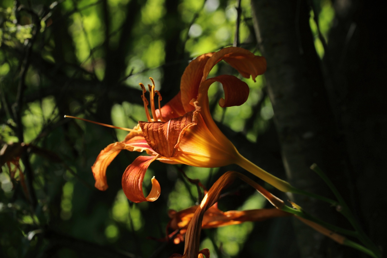 Изображение особи Hemerocallis fulva.