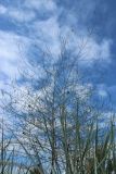 Asparagus officinalis