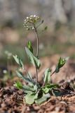 Microthlaspi perfoliatum