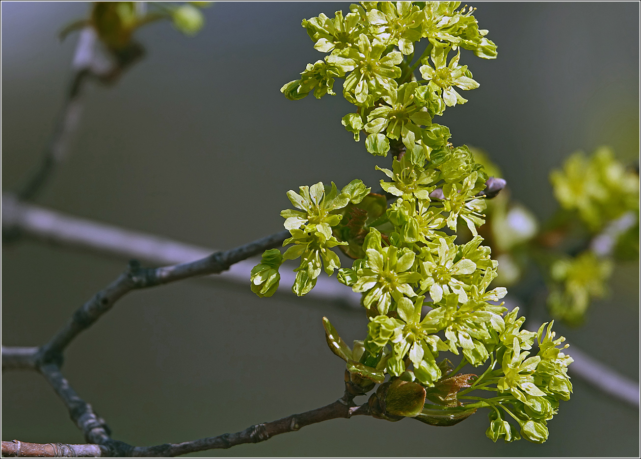 Image of Acer platanoides specimen.