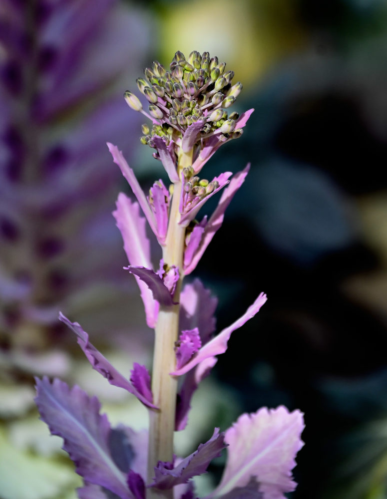 Image of Brassica oleracea var. viridis specimen.