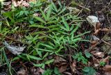 Pteris cretica