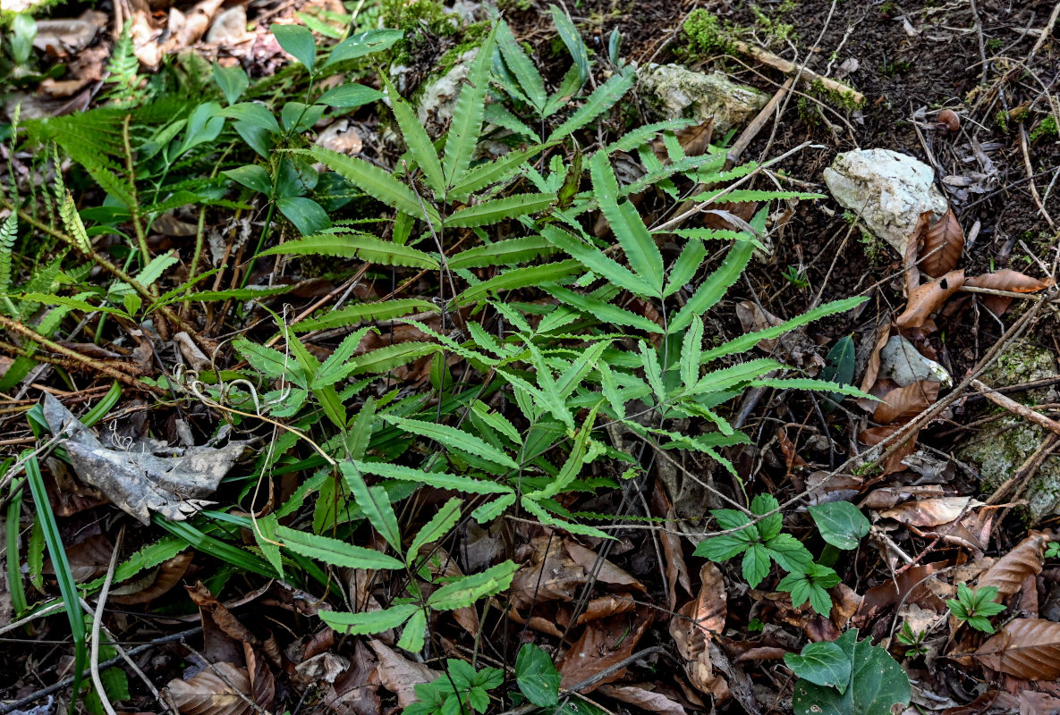 Image of Pteris cretica specimen.