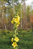 Verbascum phlomoides