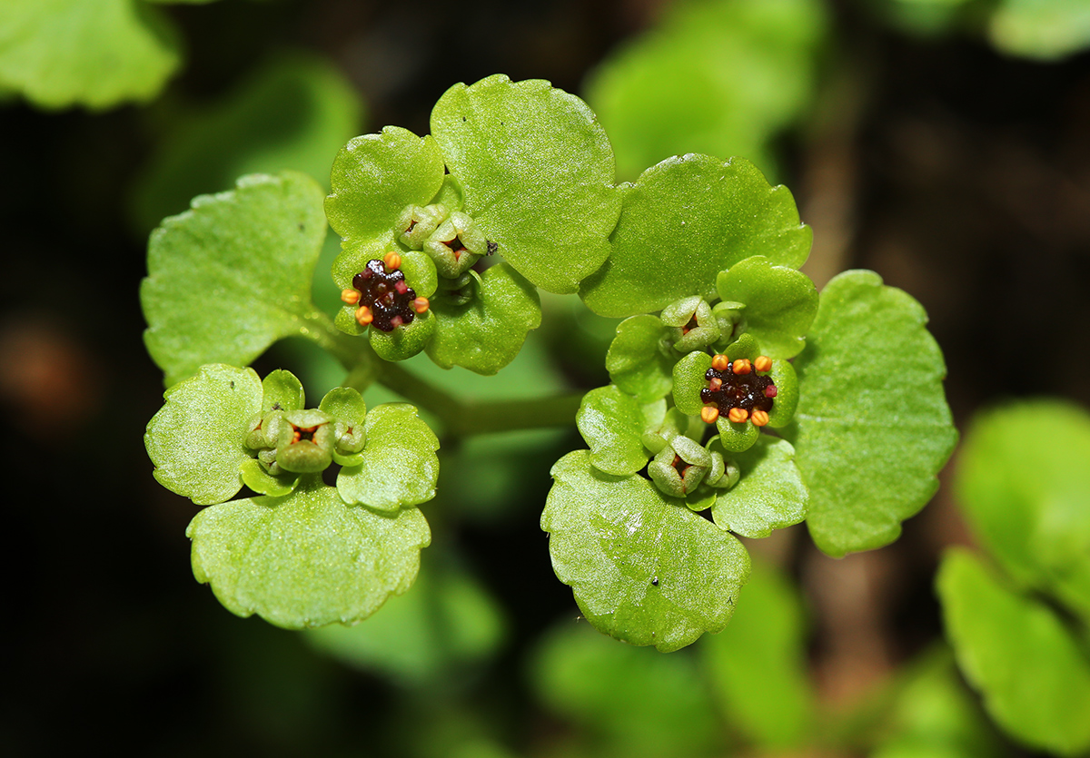 Image of Chrysosplenium ramosum specimen.