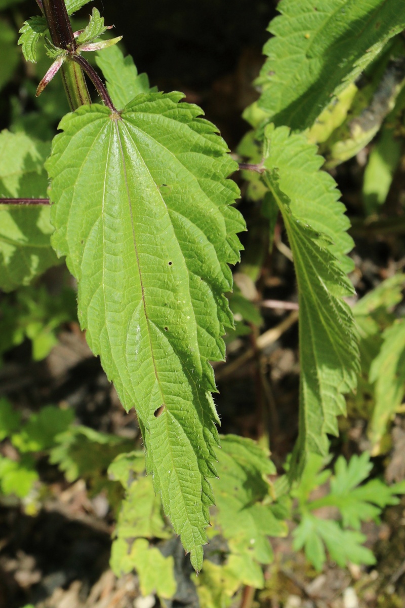 Image of Urtica dioica specimen.