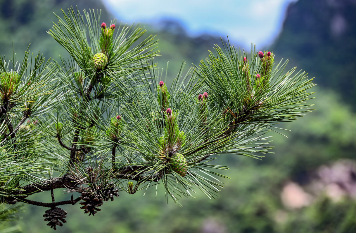 Image of Pinus taiwanensis specimen.