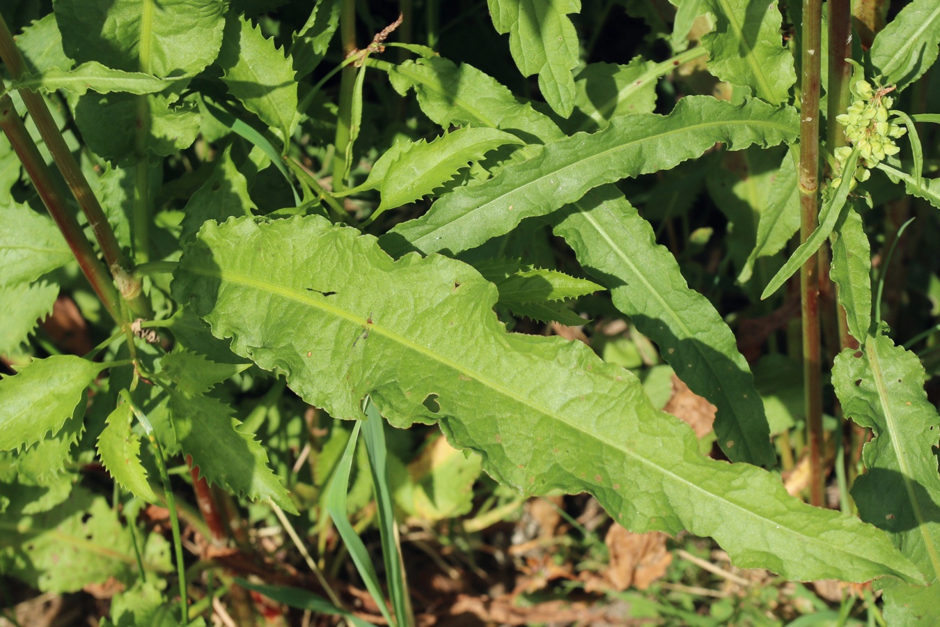 Image of Rumex crispus specimen.