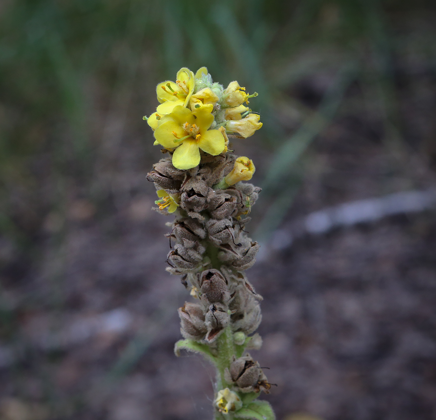 Изображение особи Verbascum thapsus.