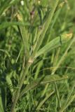 Silene nutans
