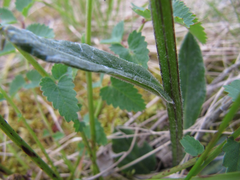 Image of Tephroseris tundricola specimen.