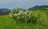 род Spiraea. Цветущее растение. Башкортостан, Кугарчинский р-н, окр. дер. Мурадымово, природный парк \"Мурадымовское ущелье\", разнотравный луг. 30 мая 2024 г.