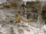 Asperula abchasica. Зацветающее растение. Карачаево-Черкесия, Зеленчукский р-н, гора Джангур, ≈ 1500 м н.у.м., в расщелине известняковой скалы. 04.06.2025.