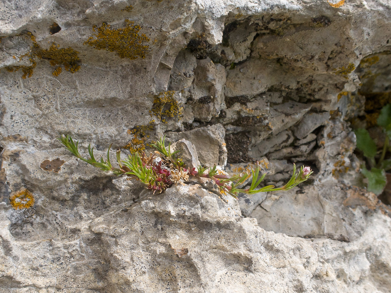 Image of Asperula abchasica specimen.
