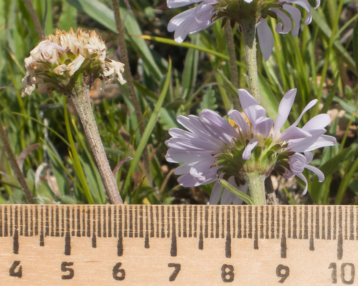 Image of Aster alpinus specimen.