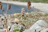 Agastache rugosa. Верхушки побегов отцветшего растения. Приморский край, окр. пос. Дунай, безымянная бухта, каменистый берег моря. 04.10.2025.