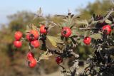 Crataegus orientalis. Ветви с плодами. ЮЗ Крым, окр. с. Резервное, гора Калафатлар, заросшая кустарником поляна. 16.10.2025.