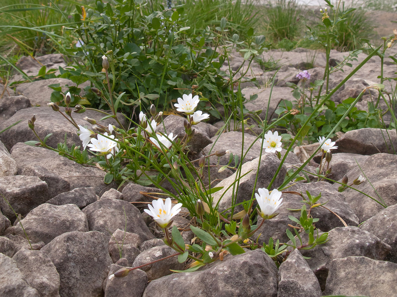 Изображение особи Cerastium purpurascens.