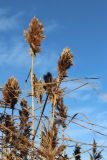 Phragmites australis