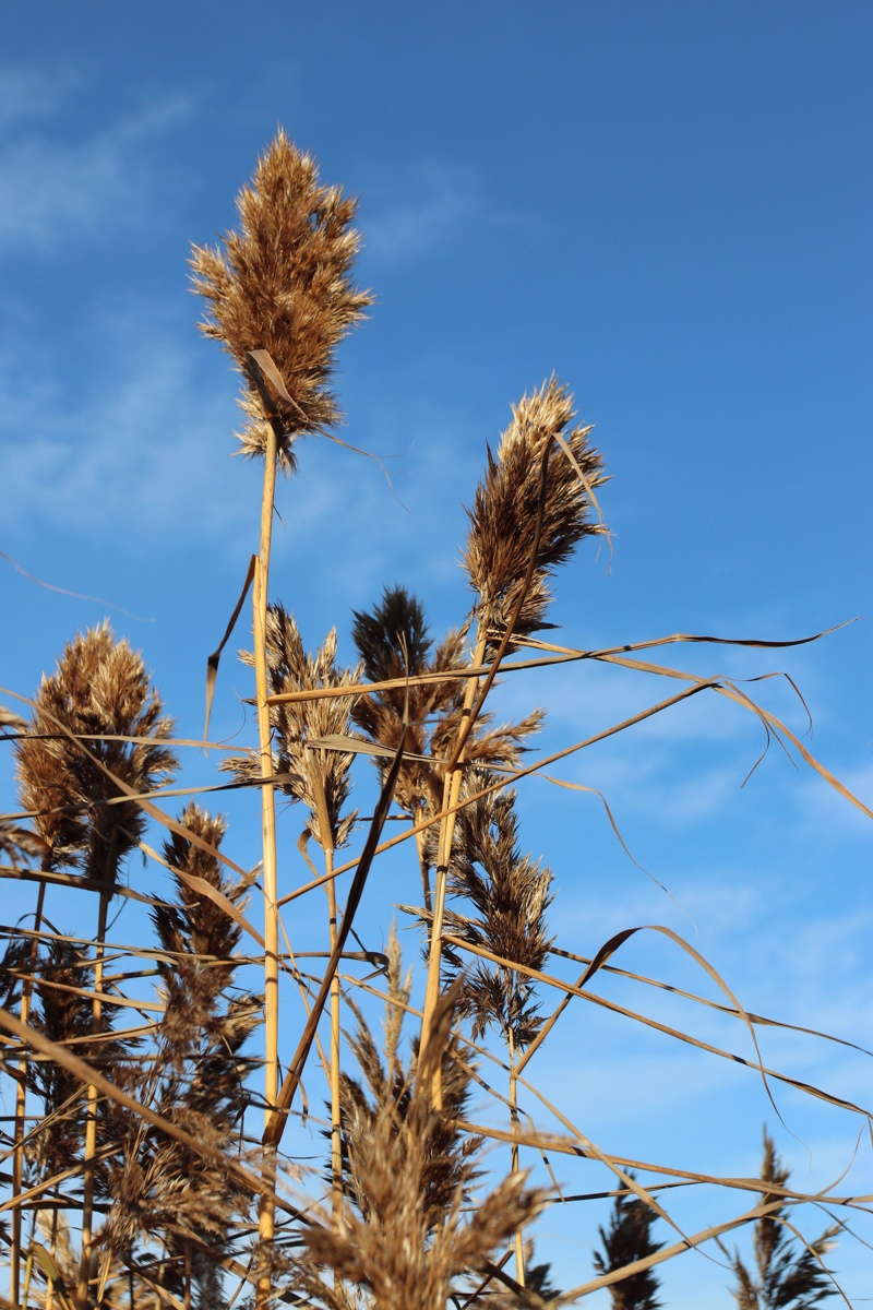 Изображение особи Phragmites australis.